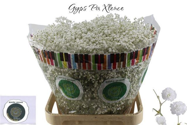 <h4>GYPS PA XLENCE</h4>