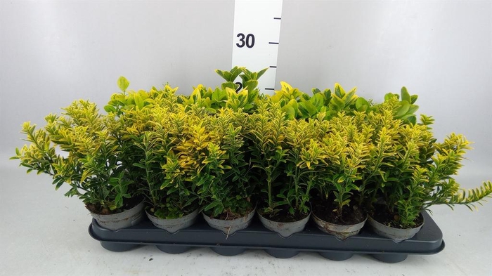 <h4>Euonymus japon.   ...mix</h4>