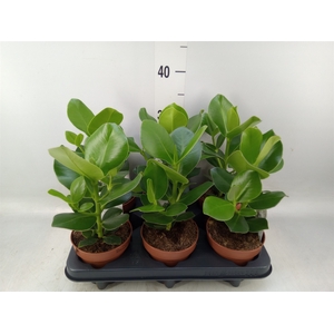 Clusia rosea 'Princess'
