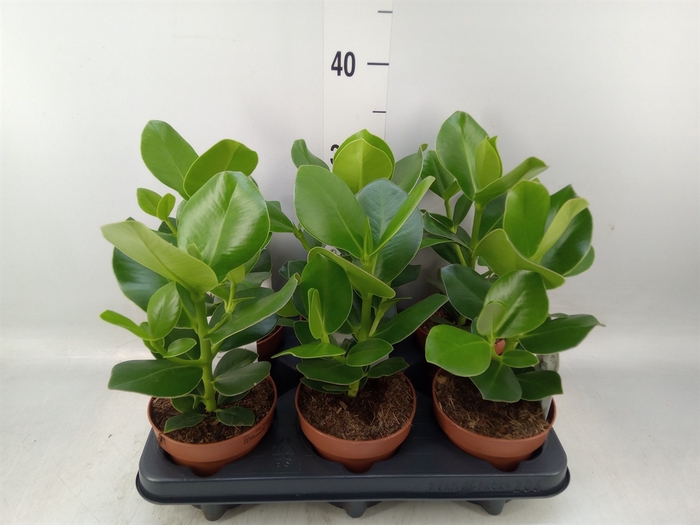 <h4>Clusia rosea 'Princess'</h4>