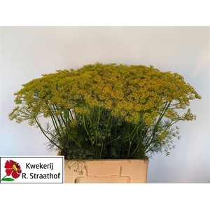 Anethum Graveolens