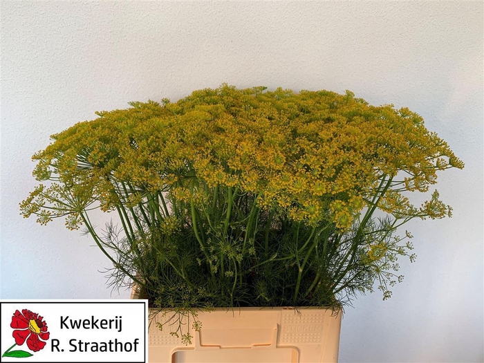 <h4>Anethum Graveolens</h4>