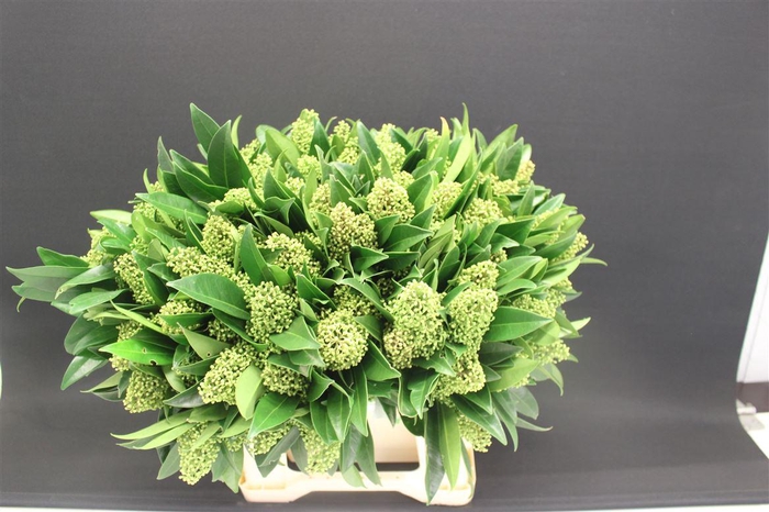 <h4>Skim Kew Green 42cm</h4>