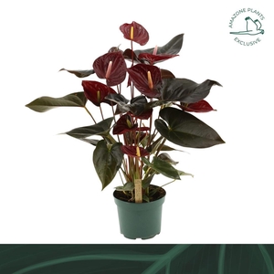 Anthurium andr. 'Delicata'