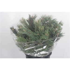 Pinus Mugo Per Bunch 400 Gram