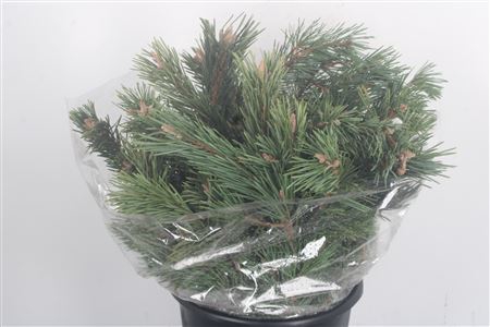 <h4>Pinus Mugo Per Bunch 400 Gram</h4>