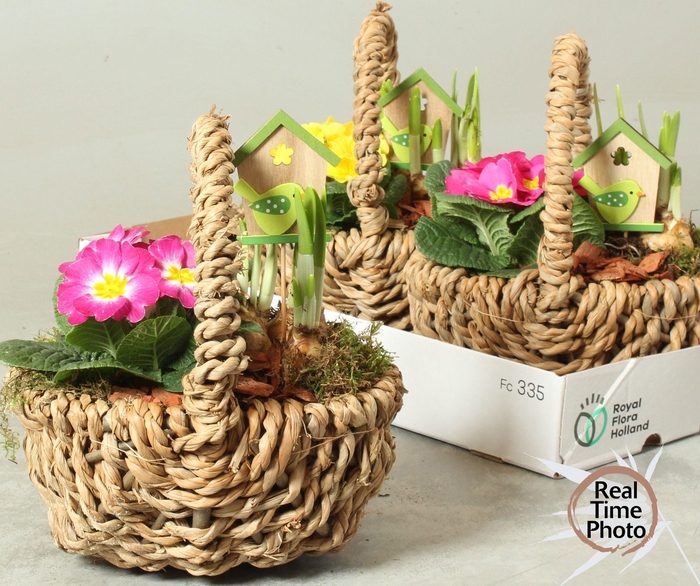 <h4>Arr Tuinplanten</h4>