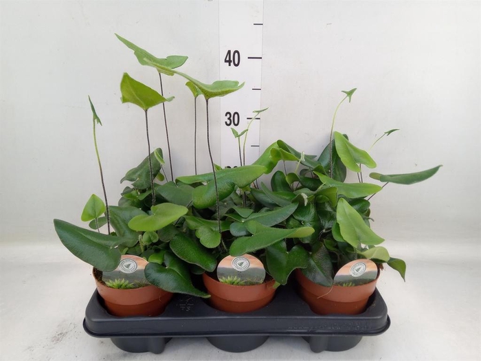 <h4>Hemionitis arifolia</h4>