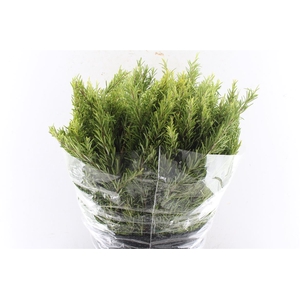 Rosmarinus Officinalis 400 Gram