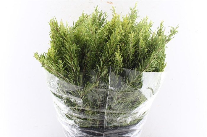 <h4>Rosmarinus Officinalis 400 Gram</h4>