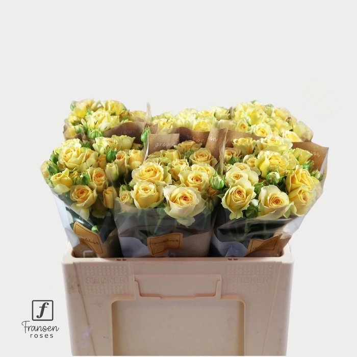 <h4>Rozen R Tr Bandolero</h4>