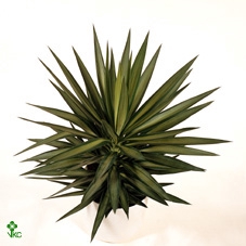 Yucca Elmila