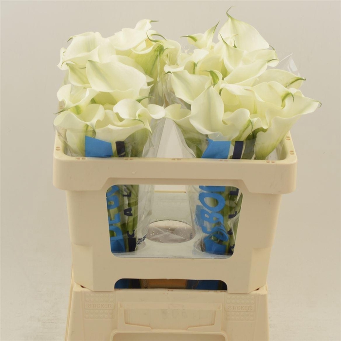 <h4>Calla Ventura | Dubbelbloemig</h4>