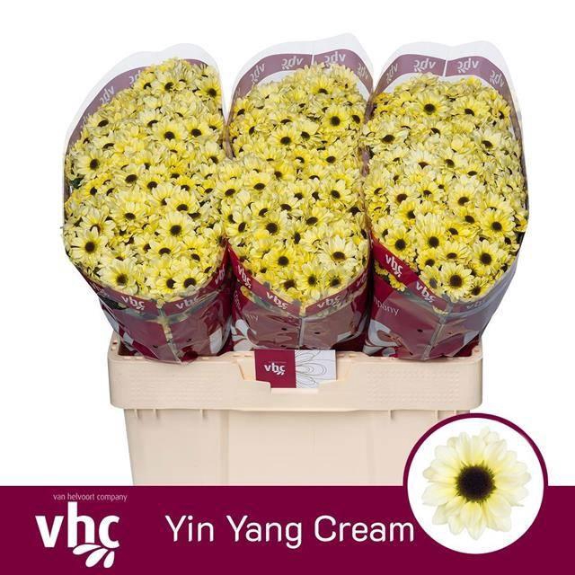 <h4>CHR S YIN YANG CREAM</h4>