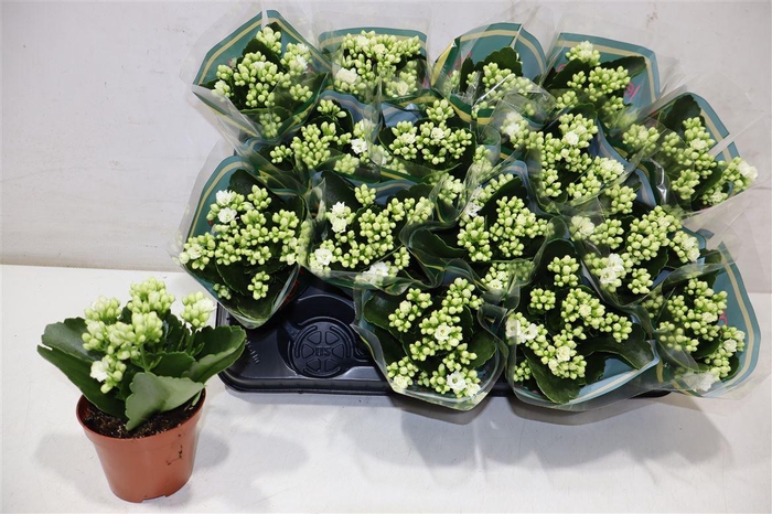 <h4>Kal Ge Whites White</h4>