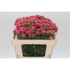 Dianthus Br Doblino Salmon