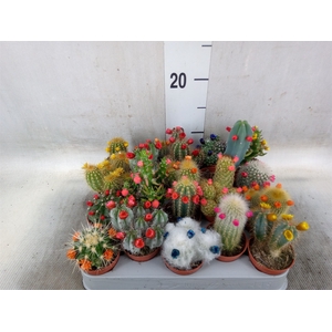 Cactus   ...decorated