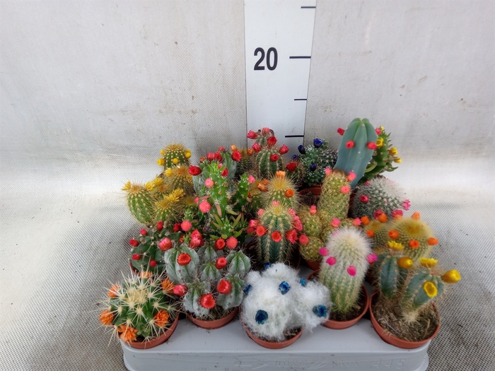 <h4>Cactus   ...decorated</h4>