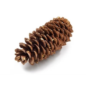 K.SUGAR PINE CONE GI