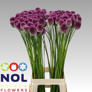 Allium Sphaerocephal A2 Nol