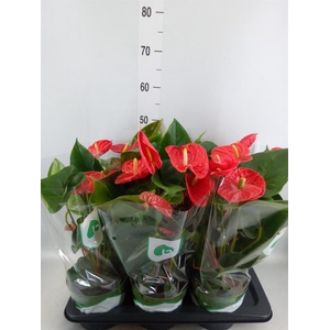 Anthurium andr. 'Arebo'