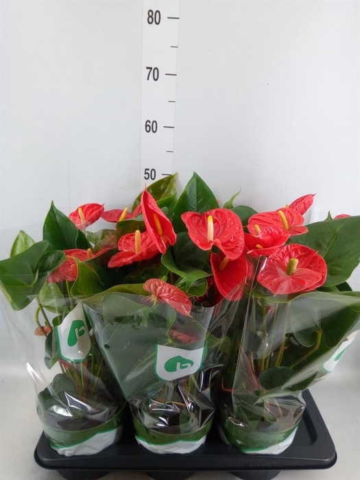 <h4>Anthurium andr. 'Arebo'</h4>