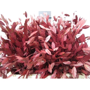 Chasmanthium Bordeaux