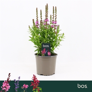 Lythrum Salicaria, Robin