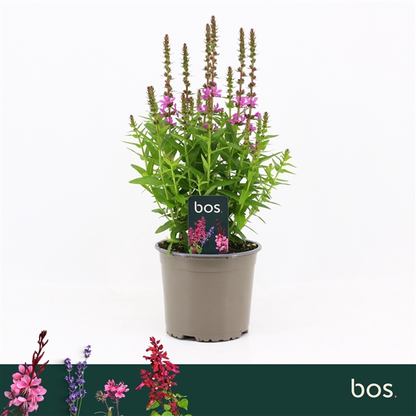 <h4>Lythrum Salicaria, Robin</h4>