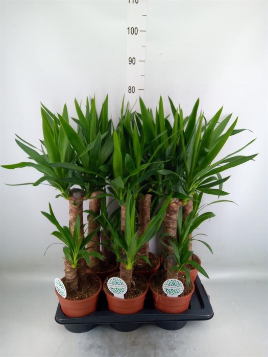 <h4>Yucca   ...</h4>