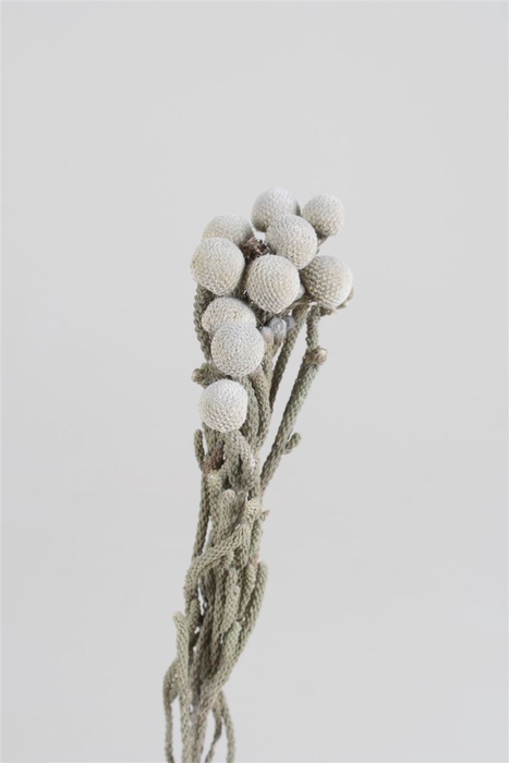 <h4>Dried Brunia Silver Bunch</h4>