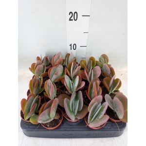 Kalanchoe NF thyrsiflora