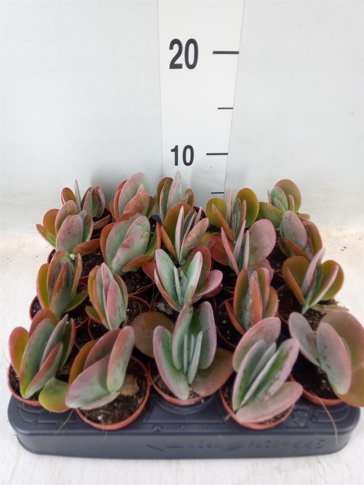 <h4>Kalanchoe NF thyrsiflora</h4>