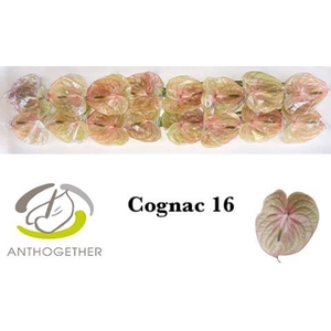 Anthurium Cognac