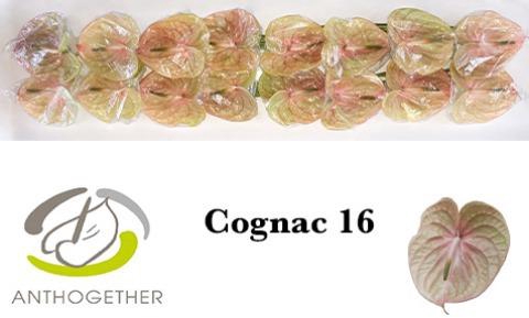 <h4>ANTH A COGNAC</h4>