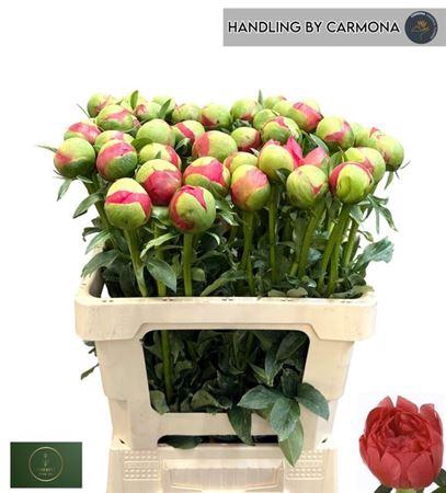 <h4>Paeo L Coral Sunset</h4>