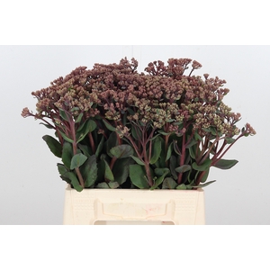 Sedum Matrona (bloei