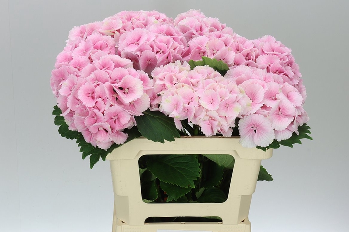 <h4>Hyd Lolly Pop Pink Pale</h4>
