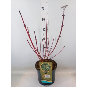 Cornus alba 'Sibirica'