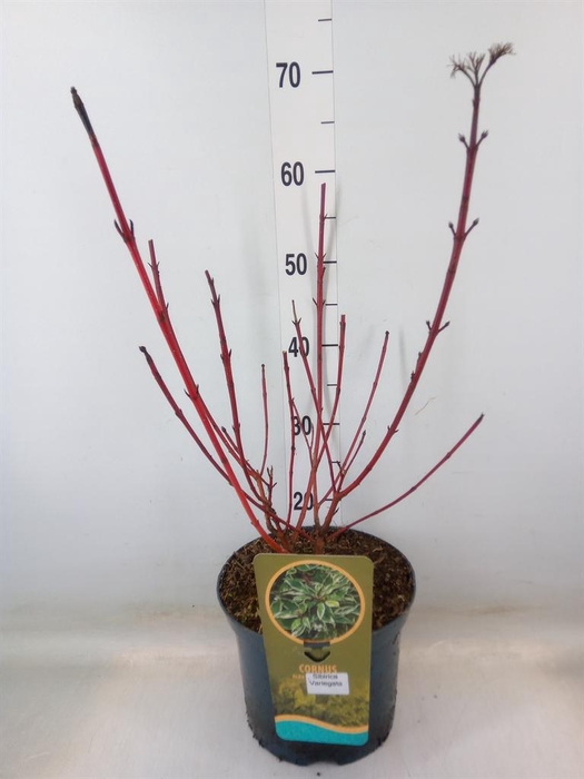 <h4>Cornus alba 'Sibirica'</h4>