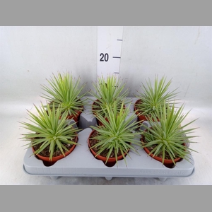 Agave stricta 'Nana'