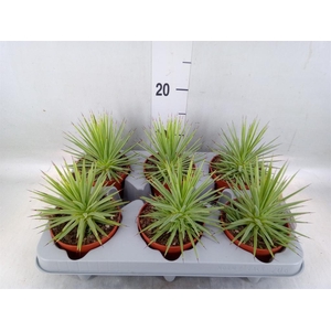 Agave stricta 'Nana'