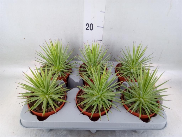 Agave stricta 'Nana'