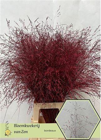 <h4>Siergr Bordaux Rood 95 Cm</h4>