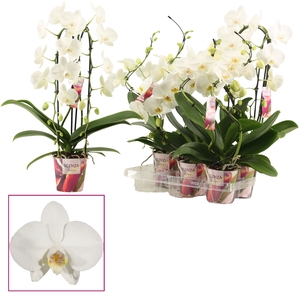 Phalaenopsis vormen mix 2 tak wit (Scenza)