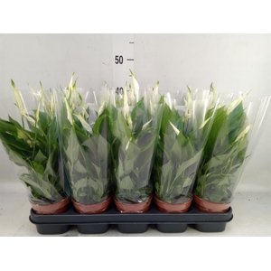 Spathiphyllum  'Bellini'