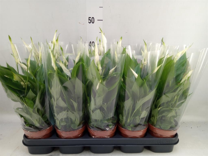 <h4>Spathiphyllum 'Bellini'</h4>