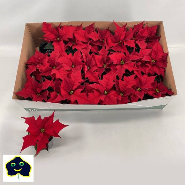 <h4>EUPH POINSETTIA MIRA RED P6</h4>