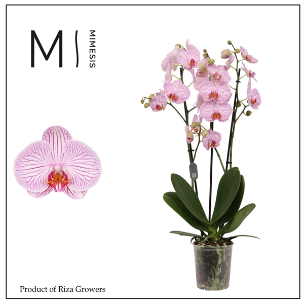 <h4>Mimesis Phal. Dominion - 3 spike 12cm</h4>