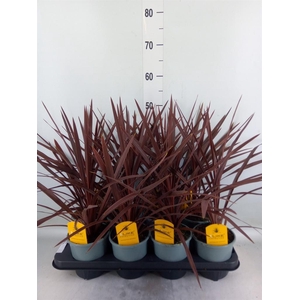 Cordyline austr. 'Red Star'